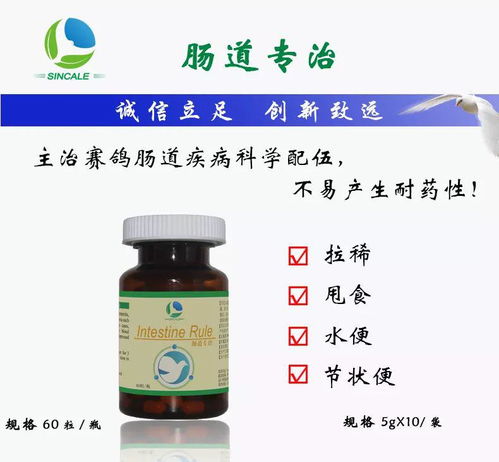 賽鴿腸道好，比賽成績差不了——一份健康管理的用藥指南